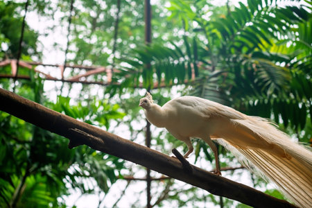 White female peacock walk on tree trunk in big zoo cage of in Korat or Nakhon Ratchasima, Thailand.の写真素材