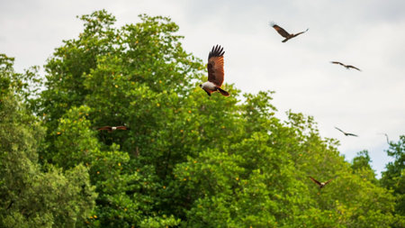 Brahminy kite or red backed sea eagle fly over mangrove forest at Chanthaburi, Thailand.