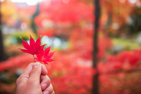 2 red maple leaves on tourist hand with blur autumn garden against sunlight at Eikan-do or Eikando Zenrinji Temple, Kyoto, Japan. Travel destination for tourist sightseeing Kansai in fall.の写真素材