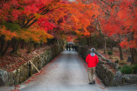 Old Japanese man walk through colorful maple leaf tunnel at Koshoji temple, Uji, Kyoto, Japan....