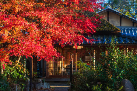 Colorful red maple leaf at Japanese restaurant of autumn in late evening at Uji city, Kyoto, Japan. Holiday lifestyle to eat and drink for tourist in Kansai on peak fall in December.の写真素材