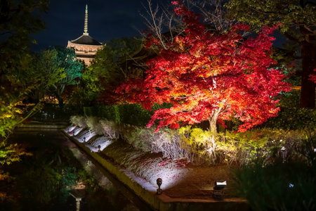 Red maple tree light up with Toji 5 story pagoda temple at night in autumn, Kyoto, Japan. Famous travel destination for tourist sightseeing Kansai for fall illumination.の写真素材