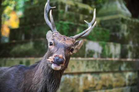 Deer with beautiful antler eat cracker by lantern forest of Kasuga Taisha Shrine at Nara Park, Japan. Famous travel destination for tour in Kansai to see deer at peak fall in December.の写真素材
