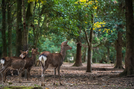 Group of deer in forest of Nara park in autumn, Kansai, Japan. Famous travel destination for sightseeing in Kansai to see deer at peak fall in December.の写真素材