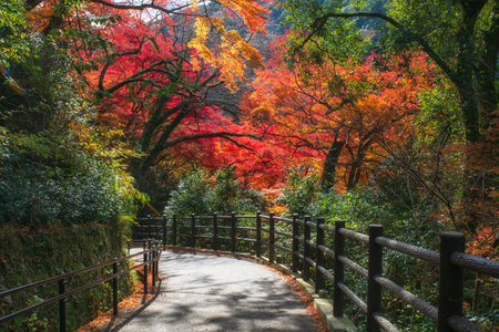 Downhill footpath with colorful autumn foliage leaf at Minoh waterfall national park, Osaka, Japan. Famous travel destination for sightseeing Kansai in fall season.の写真素材