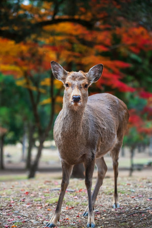 Portrait of Japanese deer look at camera in Nara park with colorful autumn maple leaves, Japan. Famous travel destination for tourist in Kansai to see deer at peak fall in December.の写真素材