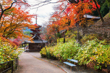 Route of colorful fall maple tunnel and Hasedera temple pagoda, Sakurai, Nara, Japan. Famous travel...