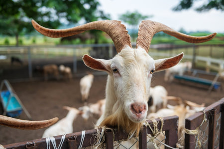 Portrait of cute white goat with big horn in outdoor stable beg for grass food from tourist peopleの写真素材