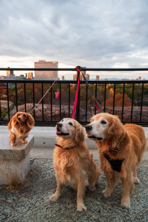 Cute 2 golden Retriever and Dachshund dogs portrait with city and colorful autumn leaf at Osaka castle terrace, Japan. Famous travel destination for sightseeing Kansai in fall season.の写真素材