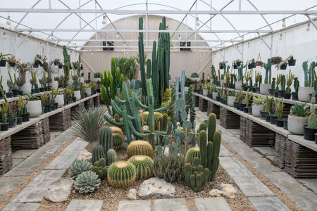 beautiful cactus in variety species of cacti and succulents grown for sale in greenhouse farmの写真素材