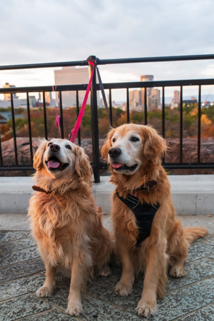 Cute golden Retriever couple dogs portrait with city and colorful autumn leaf at Osaka castle terrace, Japan. Famous travel destination for sightseeing Kansai in fall season.の写真素材