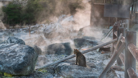 Brown tabby kitten on rock of mount Unzen Hell valley Jigoku and hot springs with sulfur gas steam at sunset by Shimabara city, Nagasaki, Kyushu, Japan. Hot water, gases and steam spout out by volcanoの写真素材