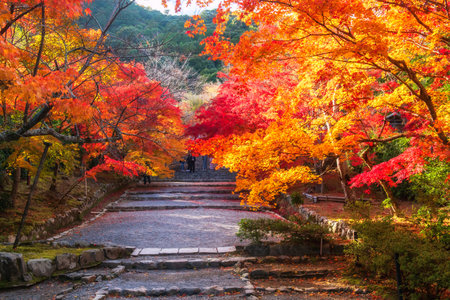 Route along colorful maple tree tunnel to Nisonin Temple in autumn, Arashiyama, Kyoto, Japan. Famous travel destination for tourist sightseeing  garden of Kansai in fall season.の写真素材