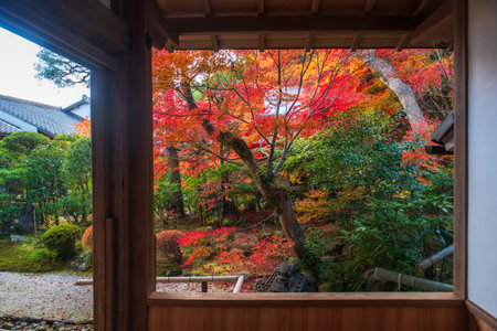 Fall garden with coloful autumn leaf view from Nisonin temple architecture, Arashiyama, Kyoto, Japan. Famous travel destination for tourist sightseeing garden of Kansai in fall season.の写真素材