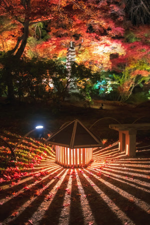 Lantern light up with illumination lighting at autumn maple leaf in Hogonin temple garden,...