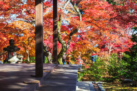 Jojakkoji temple wooden balcony seat to see beautiful fall foliage garden, Arashiyama, Kyoto, Japan. Famous travel destination in western of Kyoto in autumn season.の写真素材