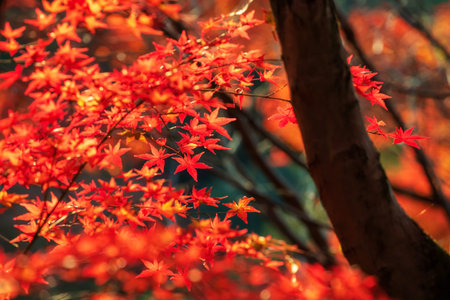 Red maple leaves touching sunset light in garden of Kiyomizu dera temple in autumn, Kyoto, Japan....