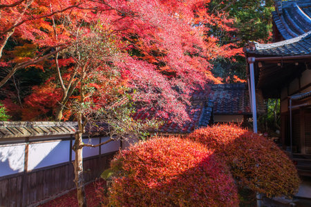Red maple foliage colors in Bishamondo temple garden in autumn, Kyoto, Japan. Famous travel destination for tourist in Kansai on peak fall in December.の写真素材