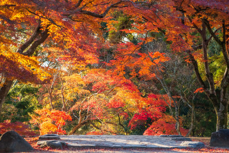 Maple tree tunnel touching sunlight along upstair wallking trail at Nara park in autumn, Japan....