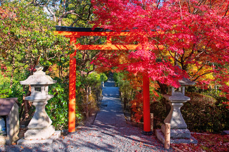 Torii gate by stone lantern and red maple fall leaf at Ryoanji Temple garden, Kyoto, Japan. Famous...