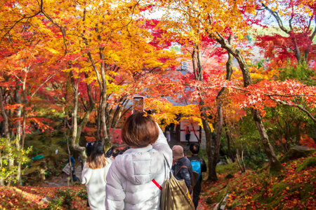 Young woman photo colorful fall maple leaf garden by entrance pavilion of Jojakkoji Temple, Arashiyama, Kyoto, Japan. Famous travel destination in western of Kyoto in autumn season.の写真素材