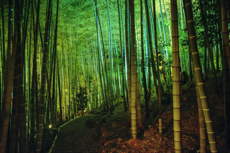 Bamboo grove light up at night in Kodai-ji temple, Kyoto, Japan. Famous travel destination for sightseeing Kansai especially for autumn illumination light up.の写真素材