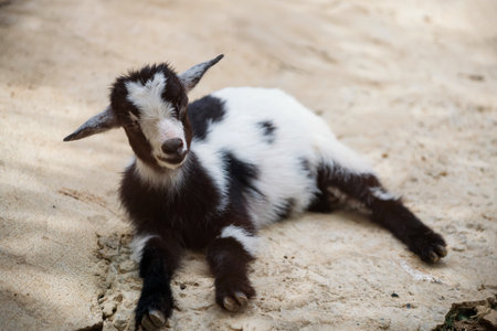 Cute smiling baby goat with black and white fur in zoo. Adorable farm animalの写真素材