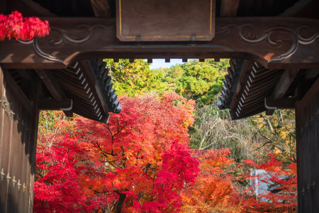 colorful maple leaf view from Eikan-do Zenrinji temple entrance gate in autumn, Kyoto, Japan. Travel destination for tourist sightseeing Kansai in fall season.の写真素材