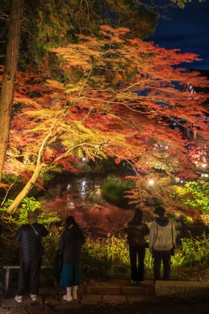 2 couple view stunning autumn garden light up by pond of Kurodani Konkai Komyoji temple, Kyoto, Japan. travel destination for tourist sightseeing Kansai for fall illusion.の写真素材