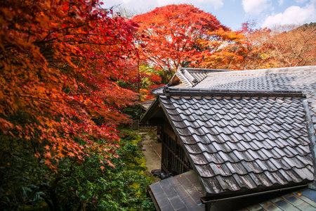 Aerial view of Rurikoin Temple by red maple leaf at autumn in December, Kyoto, Japan. Famous travel destination for tourist sightseeing Kansai for fall season.の写真素材