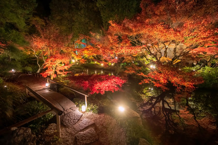 Route to view Kurodani Konkai Komyoji garden light up for stunning autumn leaf illusion at night, Kyoto, Japan. travel destination for tourist sightseeing Kansai for fall season.の写真素材