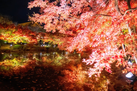 Autumn maple leaf tunnel light up and skyline reflection on pond in Toji temple at night,...