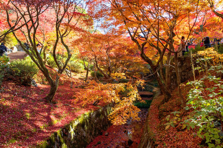 Colorful maple leaf and fallen foliage carpet along canal against sunlight at tofuku-ji temple...