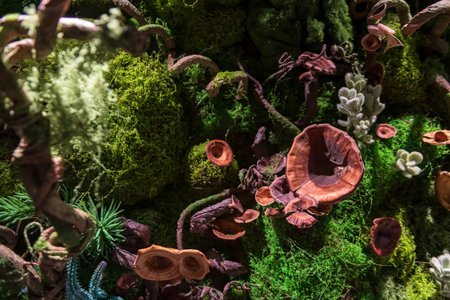Tapestry of wood mushrooms moss and lichens. Natural background.