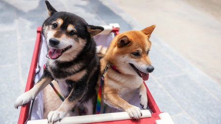 Adorable 2 Shiba Inu yellow and black 2 dogs on stroller at Dazaifu Tenmangu shrine in Fukuoka,...