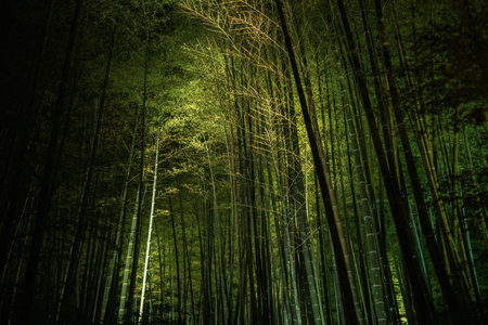 bamboo grove light up at night in Kodai-ji temple, Kyoto, Japan. Famous travel destination especially for fall illumination light up in Kansai.の写真素材