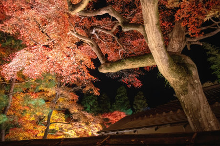 Autumn maple leaf illumination over roof of Hogonin temple garden at night, Arashiyama, Kyoto, Japan. Famous travel destination for tourist sightseeing of Kansai in fall.の写真素材