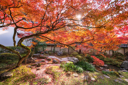 Beautiful autumn maple tree with red leaf against sunlight in garden bye Eikan-do Zenrinji temple...
