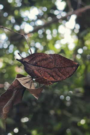kallima butterfly, know as oakleaf, on dry leaf with natutal foliage bokeh in park. Seem like 2 brown leaves.の写真素材
