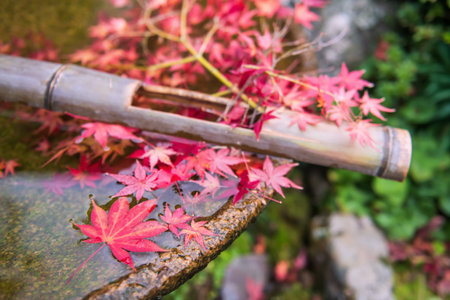 Red maple leaf floating over water on basin in Enkoji temple garden at autumn, Kyoto, Japan. Japan. Famous travel destination for tourist sightseeing Kansai for fall season.の写真素材