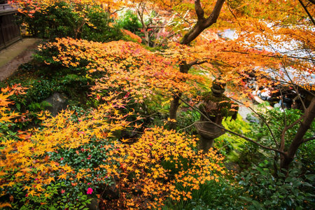 Autumn maple leaf over lantern view from window of Ruriko-in temple upper floor, Kyoto, Japan....
