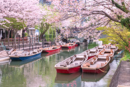 Punting boats on Suigo river by pink sakura cherry blossom with bridge to Mihashira Shrine at Yanagawa, Fukuoka, Japan. Famous travel to cruising and sightseeing town.の写真素材