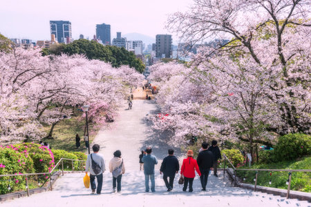 Japanese people at hilltop park landmark view beautiful cherry sakura blossom and Fukuoka city view at Nishi park, Kyushu, Japan. Here is one of the 100 Best Cherry Blossom Viewing Spots in Japanの写真素材