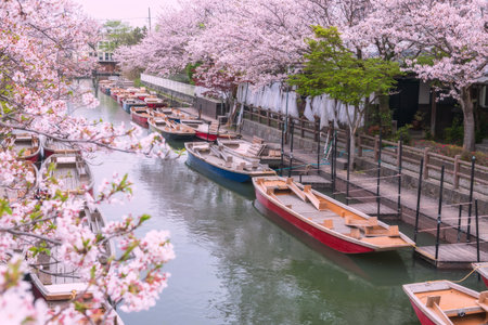 Punting wooden boats on Suigo river and sakura cherry tree tunnel at Yanagawa, Fukuoka, Japan. Famous travel destination for cruising and sightseeing town.の写真素材