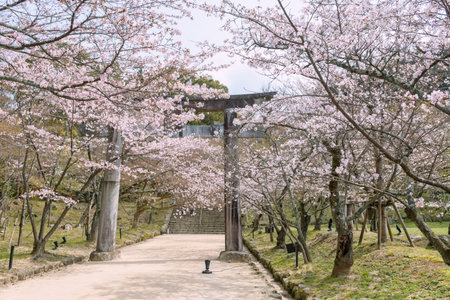 Pink cherry blossom tunnel at torii gate of Homangu Kamado shrine located at Mt. Homan, Dazaifu, Fukuoka, Japan. Sakura tree full bloom in springtime garden.の写真素材