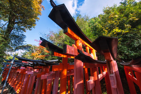 Big Torii gates by autumn maple leaf colors at Fushimi Inari Taisha shrine against blue sky, Kyoto, Japan. travel destination for thousand Torii Gates on peak fall season in December.の写真素材