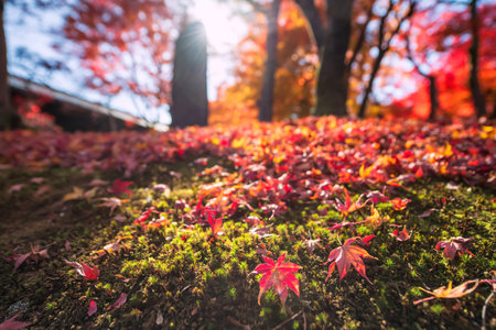 Fallen red maple leaf carpet on moss by stone inscription statue in autumn garden at peak in...