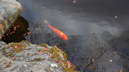 Carp Koi fish swim on pond with fallen maple leaf in Daigo-ji or Diagoji temple in autumn, Kyoto, Japan.  Famous travel destination for tourist in Kansai on peak fall in December.の写真素材