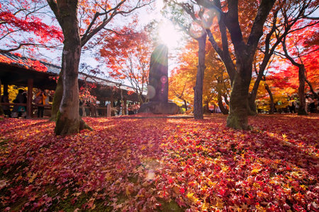 Fallen red maple leaf carpet with stone inscription statue in garden at peak autumn in December, Kyoto, Japan. Famous travel destination for tourist sightseeing Kansai for fall season.の写真素材