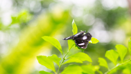 male Great Eggfly or blue moon butterfly on green leaf with blur foliage bokeh background.の写真素材